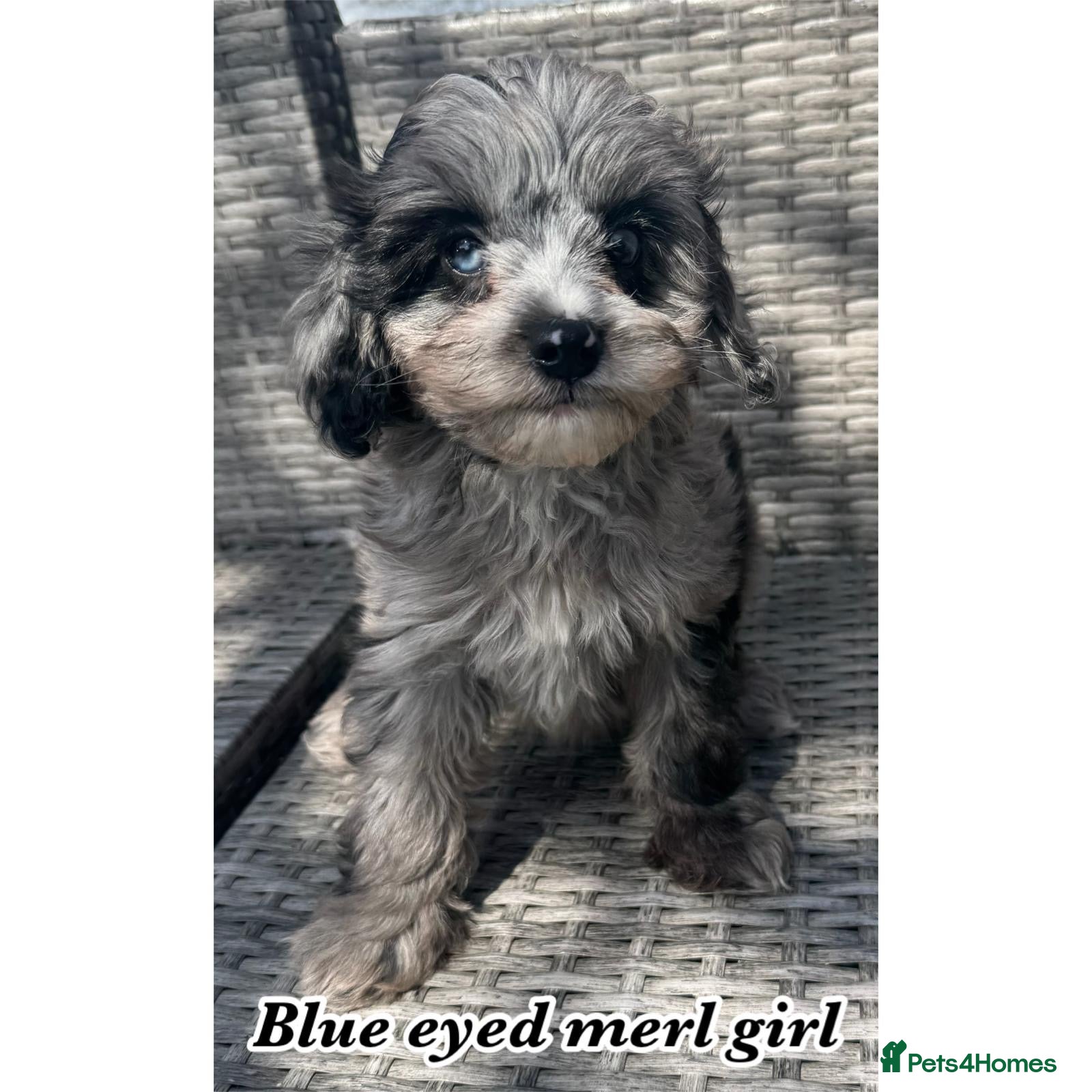 Cavapoo dogs F1b cavapoos - Advert 3