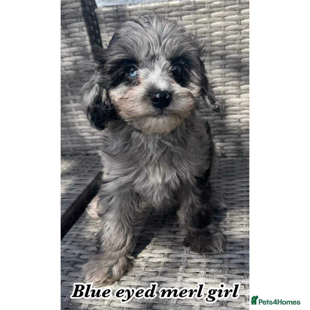 Cavapoo dogs for sale: F1b cavapoos in Robertsbridge - Advert 1