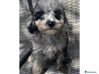 Cavapoo dogs F1b cavapoos - Advert 1