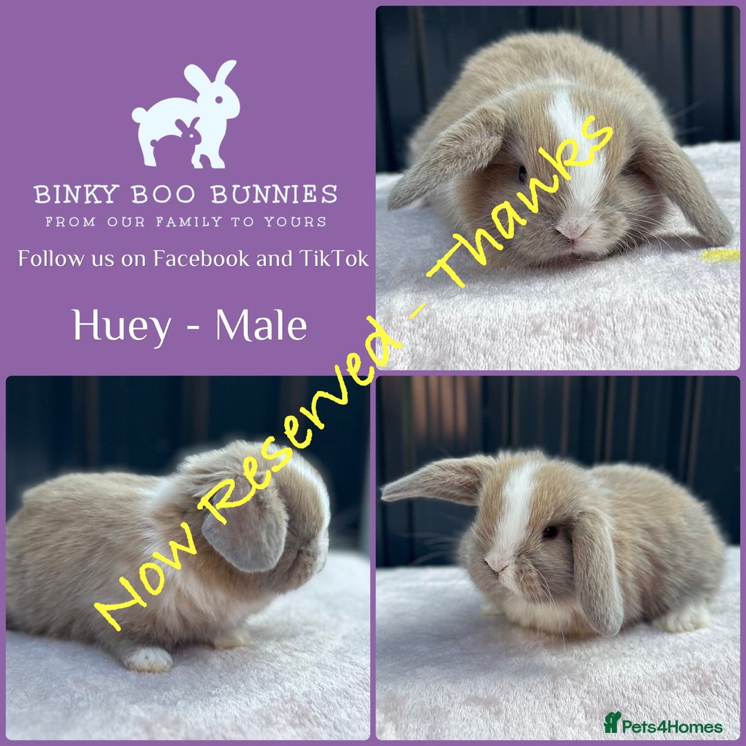 Mini Lop rabbits for sale: Mini Lop Babies - 5 weeks old - Reserve Now - Image 5