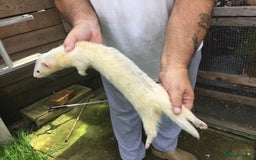Ferret rodents for sale: Silver Males Brothers  - Image 3
