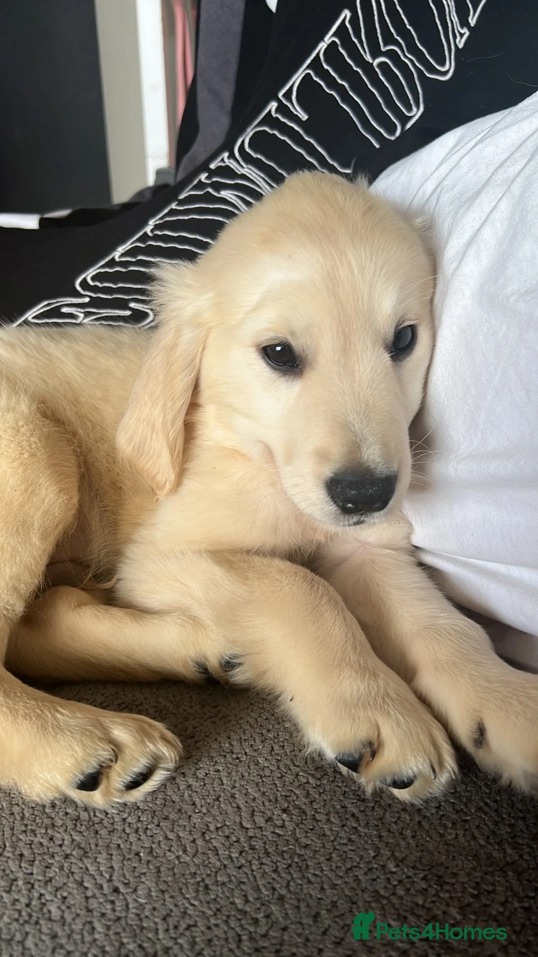 Golden Retriever dogs for sale: Beautiful golden babies  - Advert 12