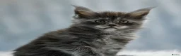 Maine Coon cats for sale: 🔥Black & Smoke Maine Coon Kittens🔥 - Advert 17