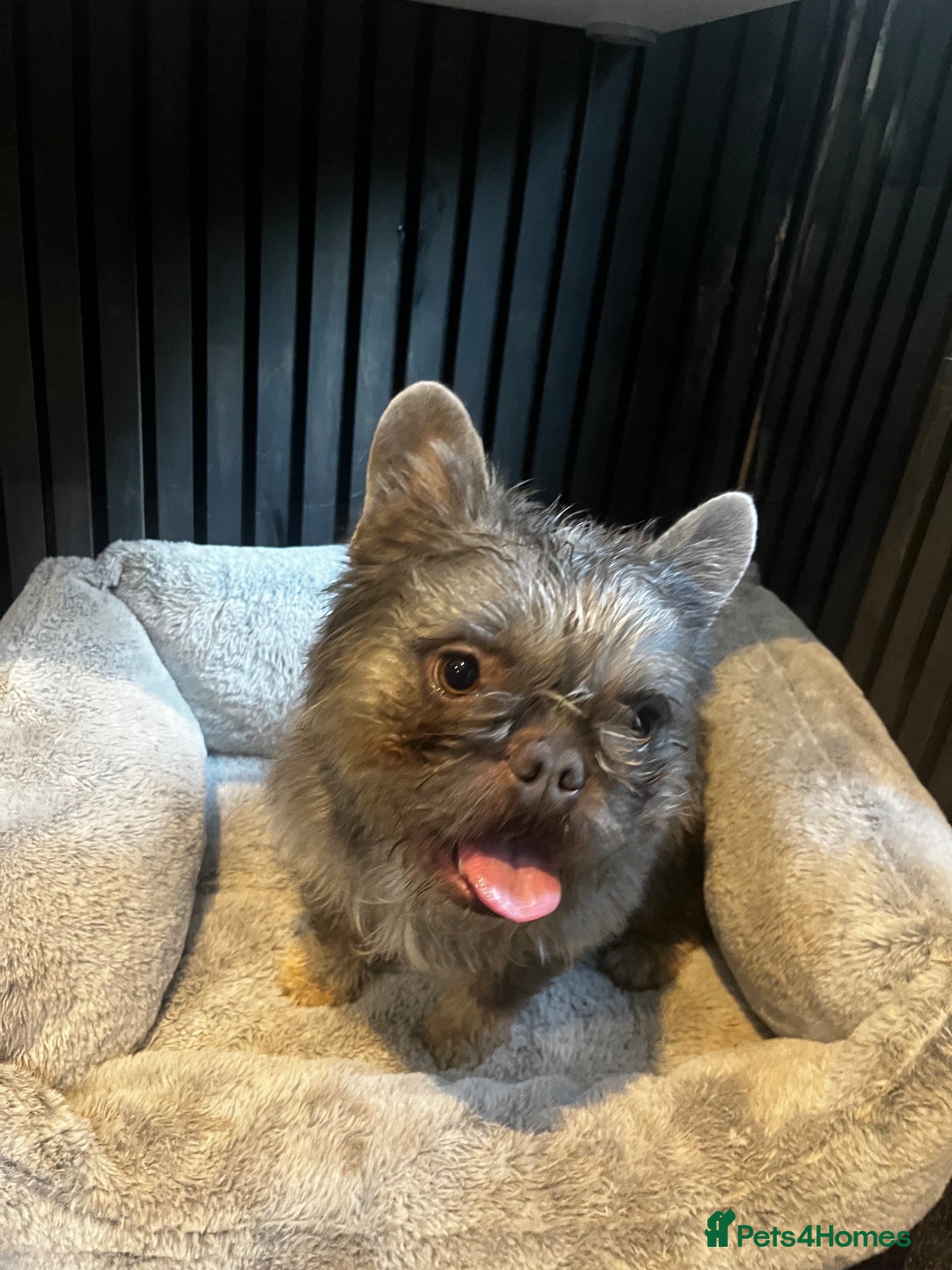 French Bulldog dogs Fluffy Frenchie For STUD  - Advert 1