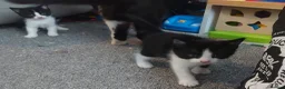 Mixed Breed cats for sale: 2 black and white kittens for sale  in Warrington - Advert 3