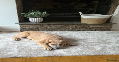 Mixed Breed dogs - Advert 5