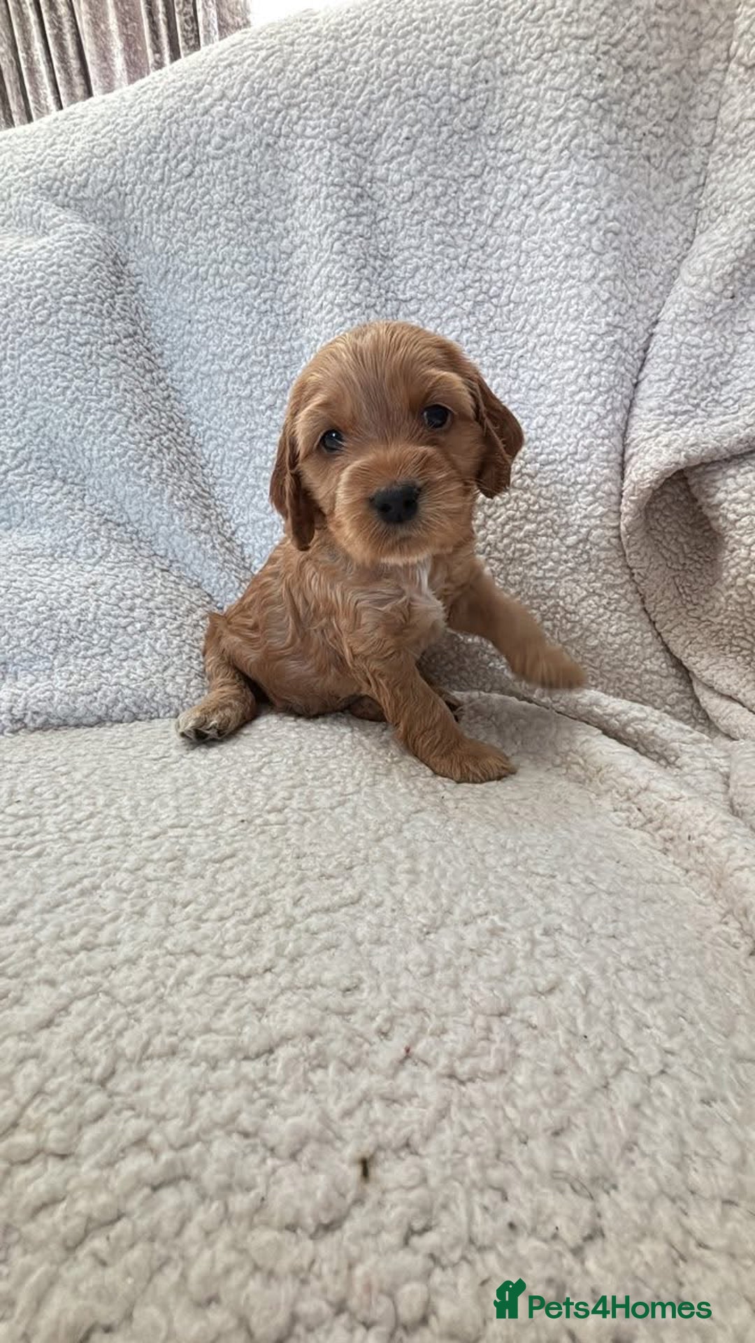 Cockapoo dogs for sale: F1b Cockapoo  - Image 2