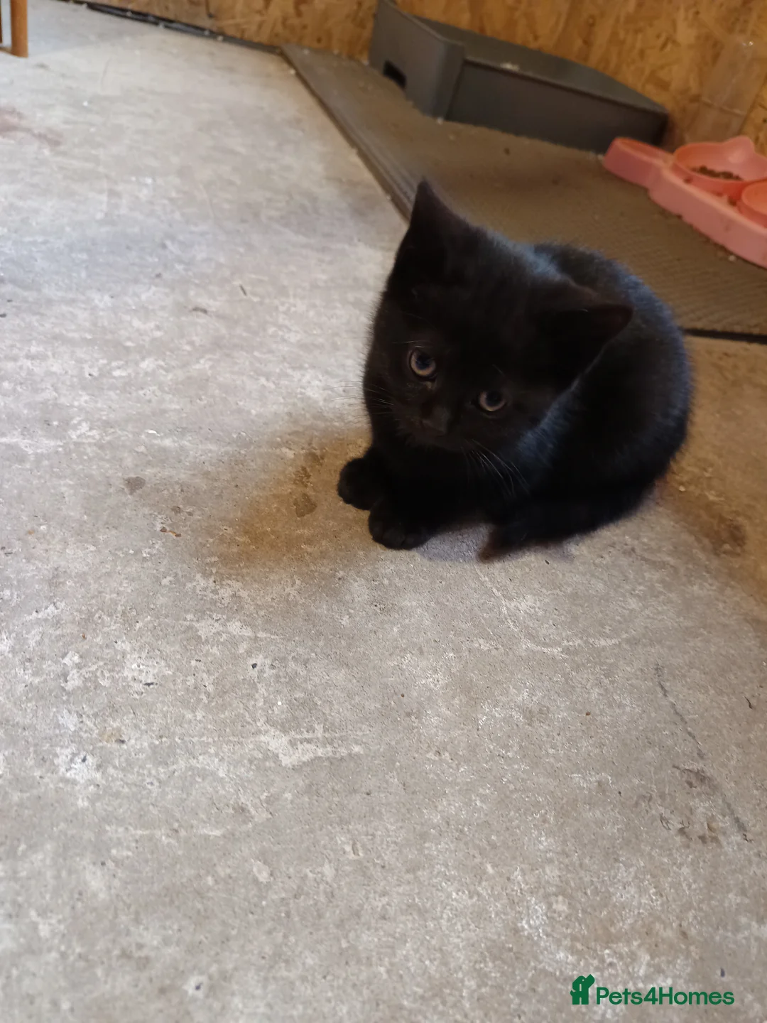 Mixed Breed cats for sale: The cats are ready for a new owner  - Advert 4