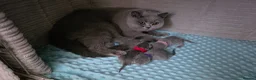British Shorthair cats for sale: 🩷 Kittens Looking For Their Forever Homes 🩵 - Advert 4