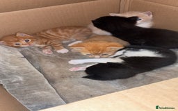 Mixed Breed cats for sale: Beautiful mixed colour kittens  - Image 6