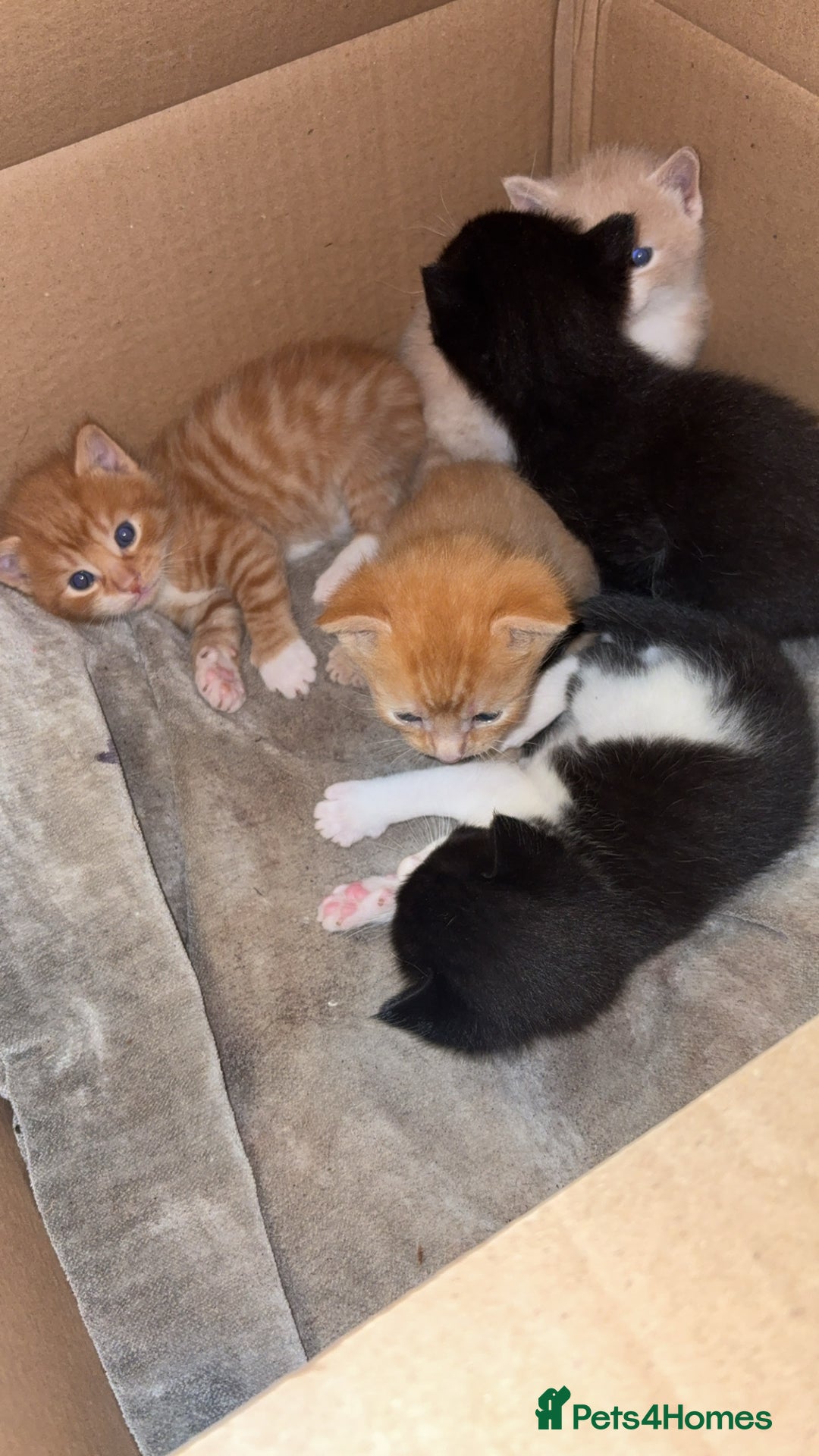 Mixed Breed cats for sale: Beautiful mixed colour kittens  - Image 6