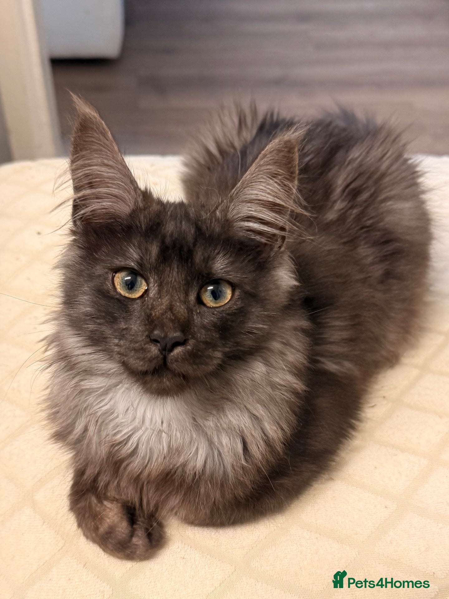 Maine Coon cats for sale: Beautiful Lady MaineCoon for sale!  - Advert 18