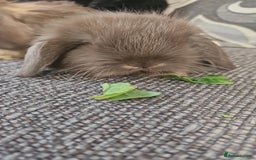 Mini Lion Lop rabbits for sale: Mini lop/lionhead  - Image 4