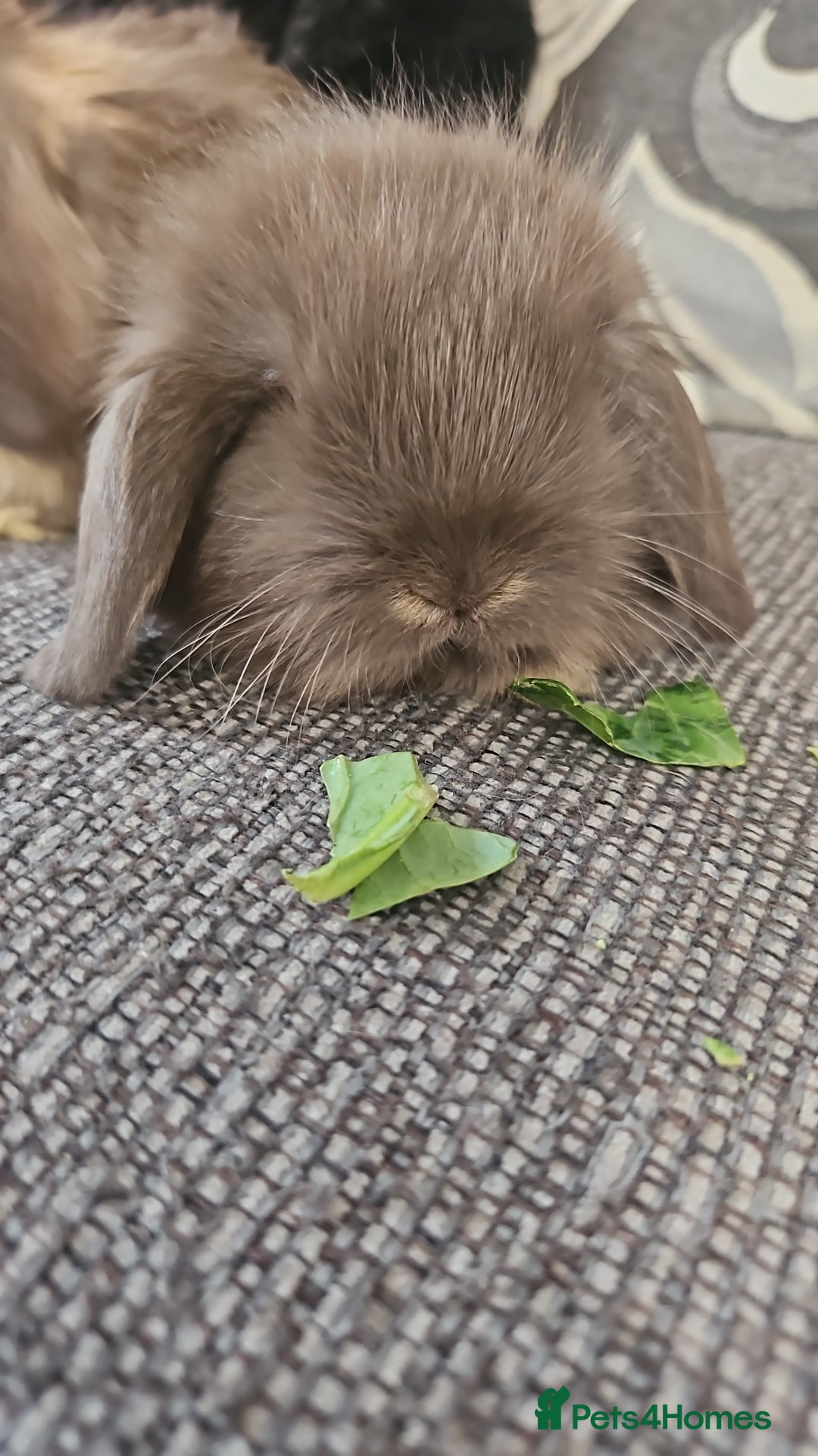 Mini Lion Lop rabbits for sale: Mini lop/lionhead  - Image 4