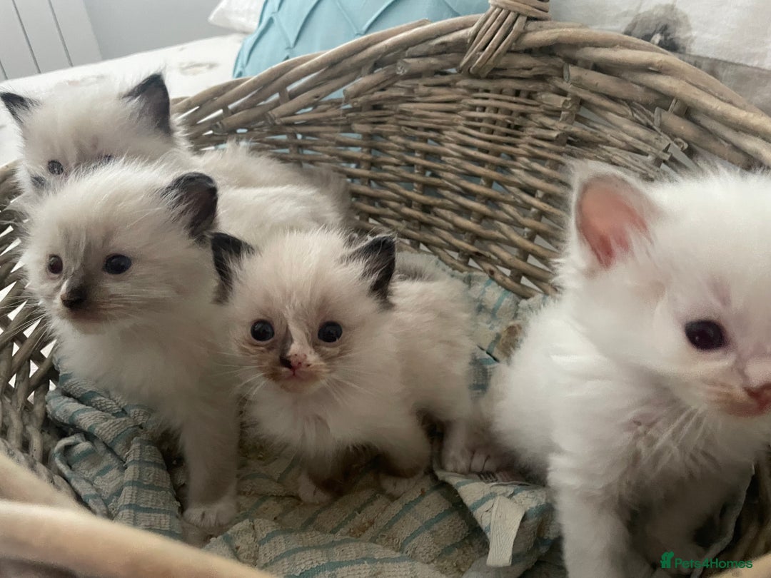 Ragdoll cats for sale: 4 gccf registered ragdolls  - Image 4