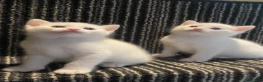 Mixed Breed Kitten 3