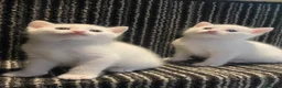 Mixed Breed cats for sale: 4 kittens for sale  in Radstock - Advert 4