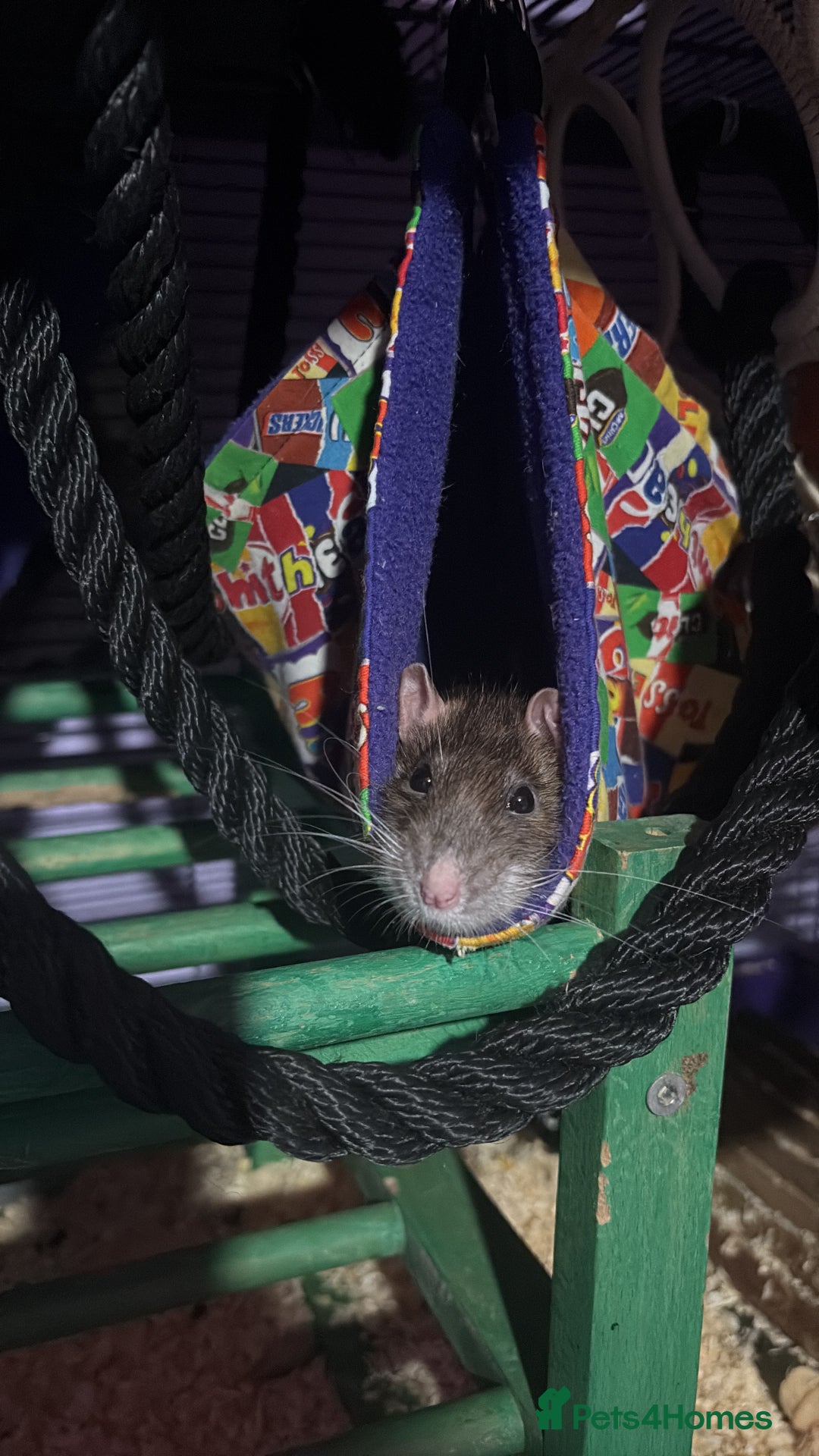 Rat rodents for sale: Ginger and summer  - Advert 1