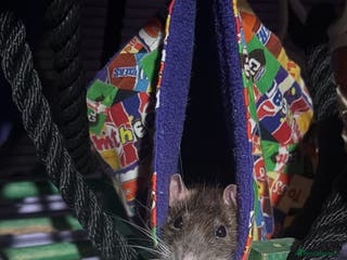 Rat rodents Ginger and summer - Advert 1