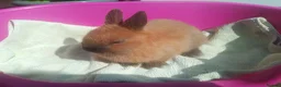 Netherland Dwarf rabbits for sale: Pretty Female and Male Netherland Dwarf Babies - Advert 10