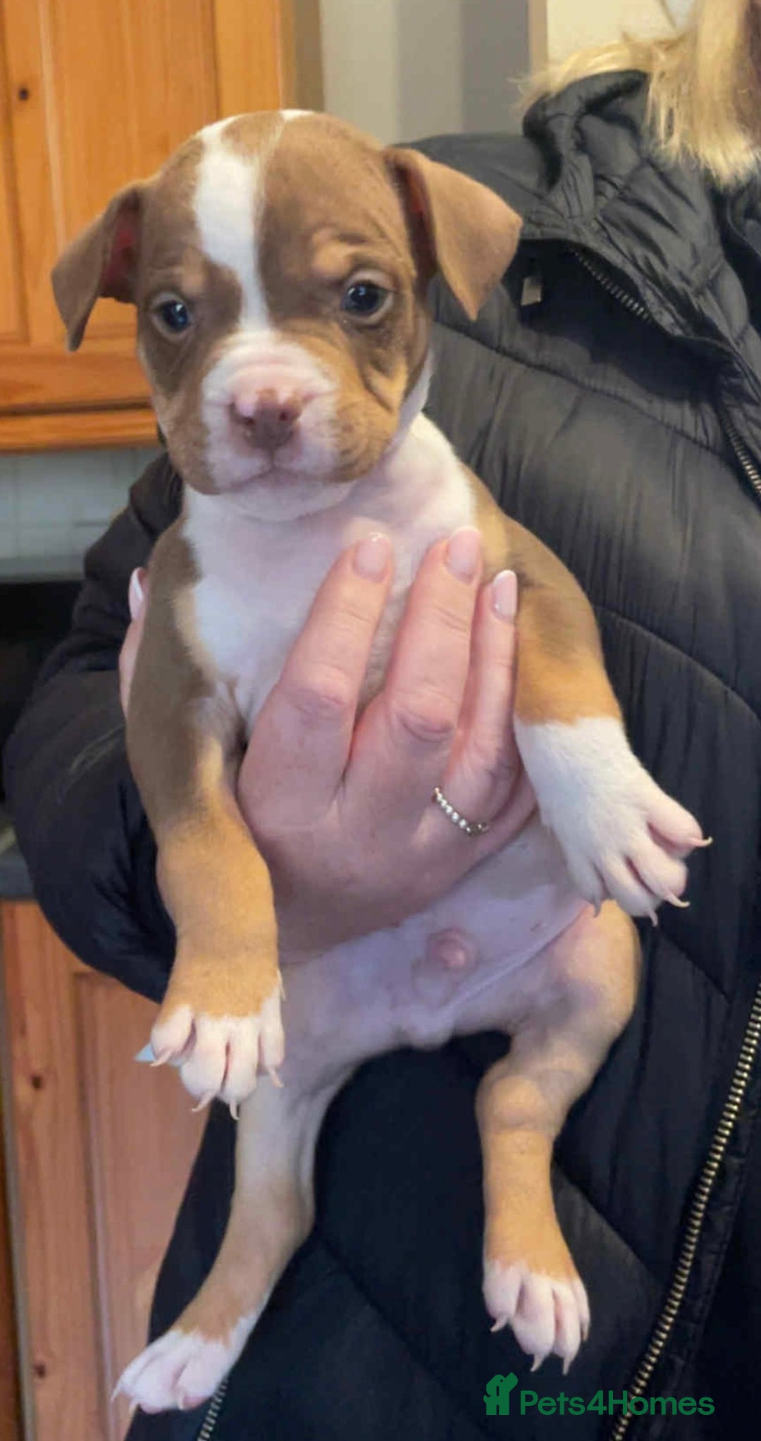 Mixed Breed dogs for sale: Staffy/pocket bully - Image 4