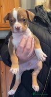 Mixed Breed dogs - Advert 4
