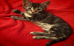 Mixed Breed cats for sale: Four Gorgeous Tuxedo & Tabby Kittens  - Image 7