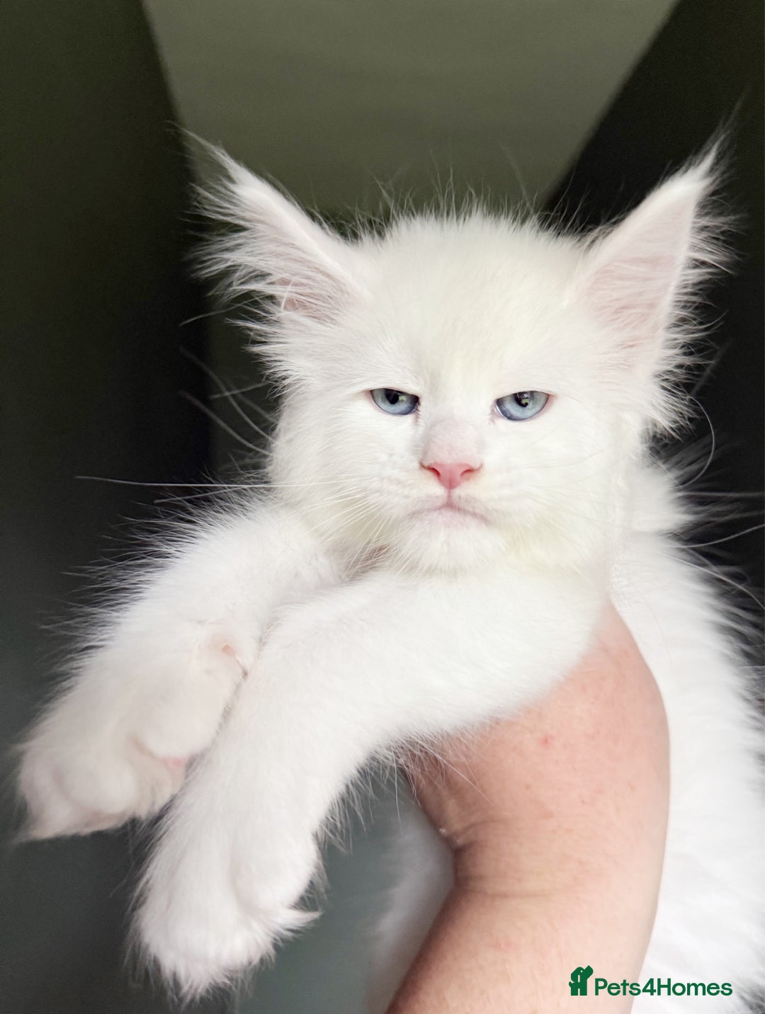 Maine Coon cats for sale: STUNNING LITTER OF ANDERPRIDE MAINE COONS  - Image 5