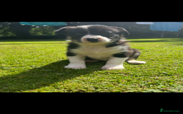 Border Collie dogs for sale: Gorgeous Border Collie Puppies  - Image 27