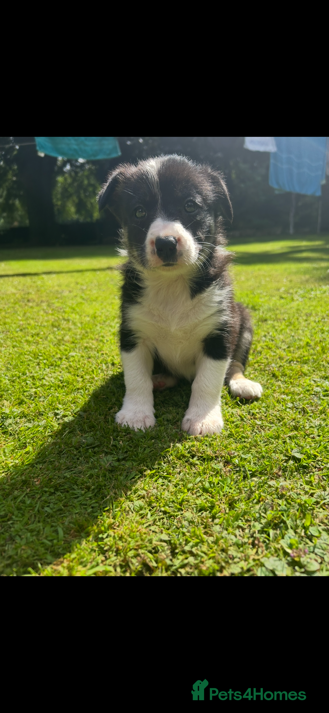 Border Collie dogs for sale: Gorgeous Border Collie Puppies  - Image 27
