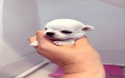 Chihuahua dogs for sale:  Beautiful pedigree chihuahua puppies KC champions - Image 4