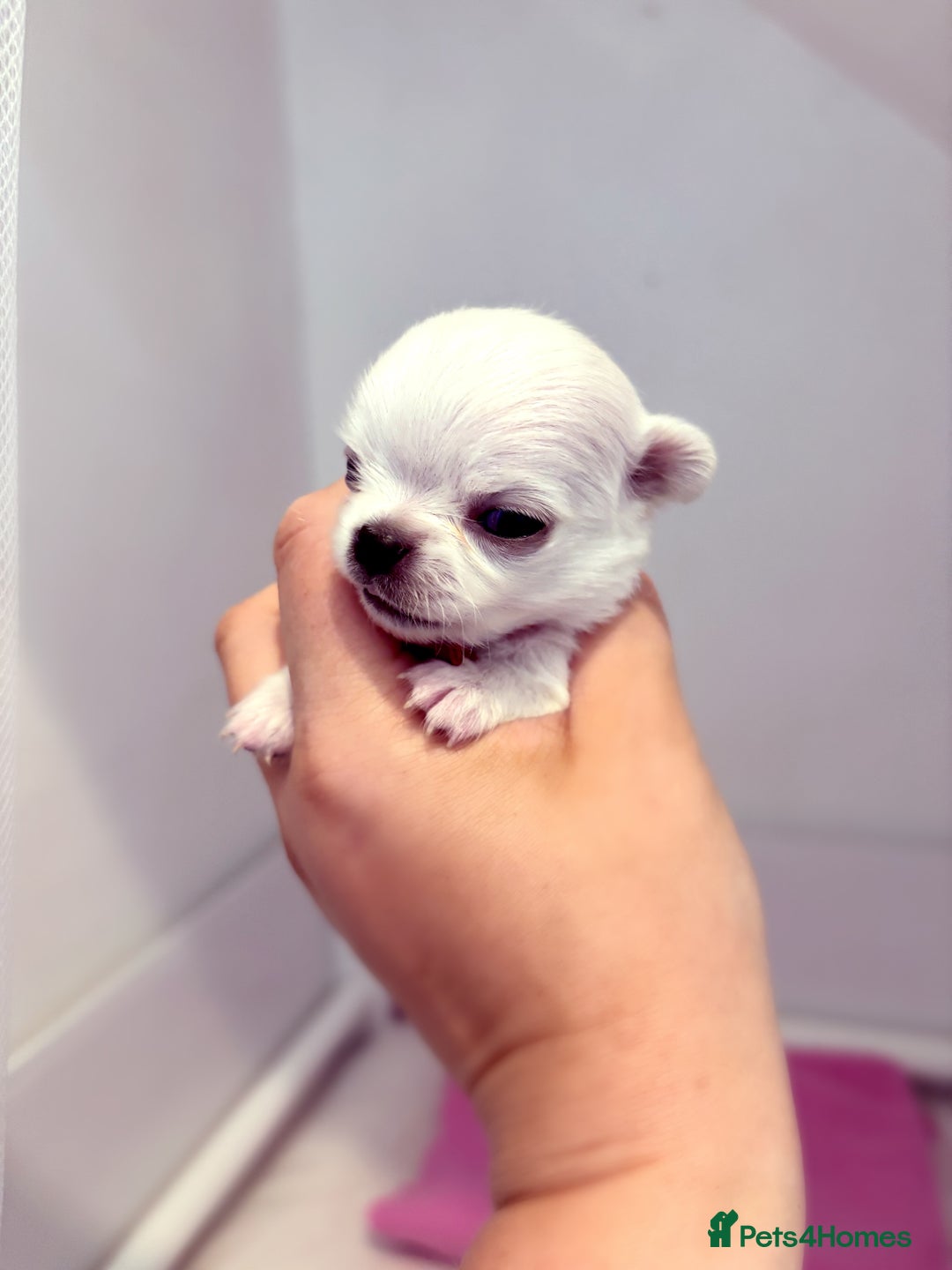 Chihuahua dogs for sale:  Beautiful pedigree chihuahua puppies KC champions - Image 4
