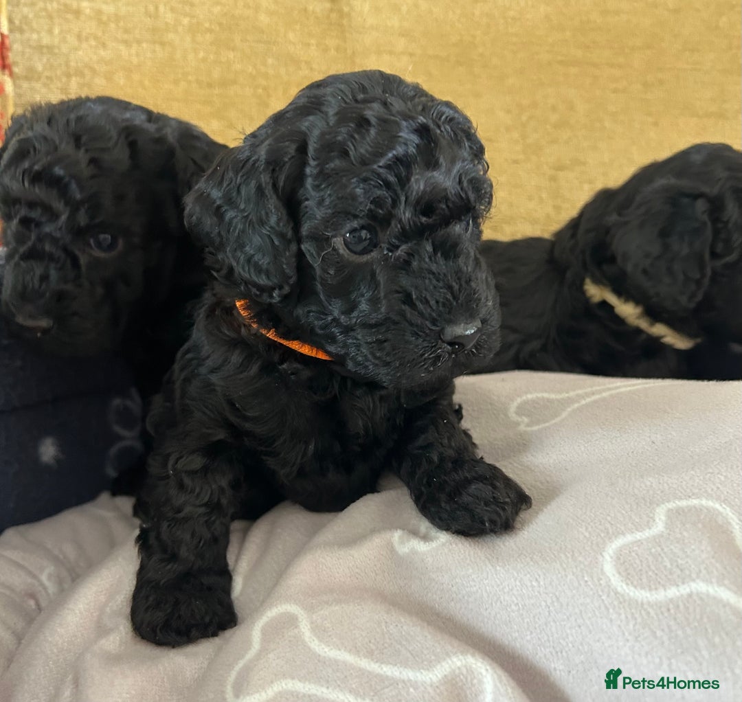 Miniature Poodle dogs for sale: Miniature Poodle Puppies  - Image 6