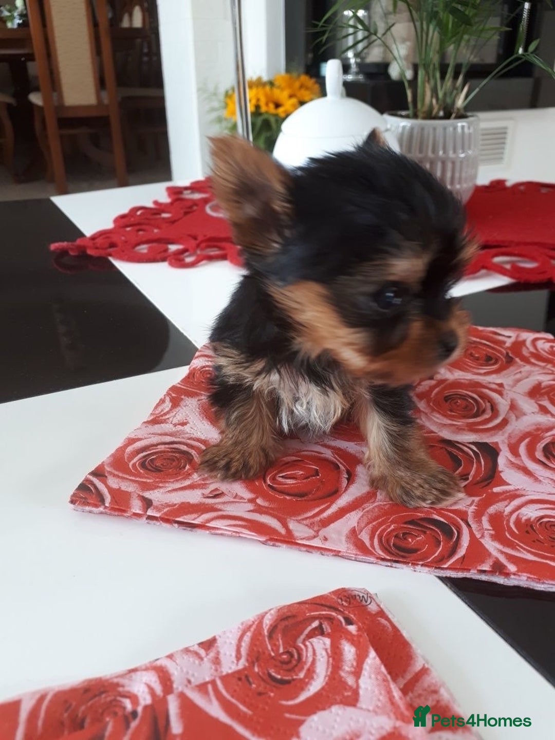 Yorkshire Terrier dogs for sale: Tiny Miniature Yorkshire Terrier puppies  - Image 9