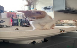 British Shorthair cats for sale: Ginger and white Tom - Image 3