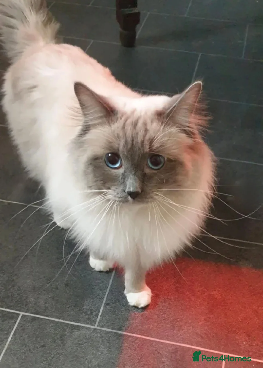 Ragdoll cats for stud: ❤️Magnificent GCCF Active Registered Stud❤️ - Advert 5