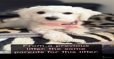 Maltese dogs - Advert 8