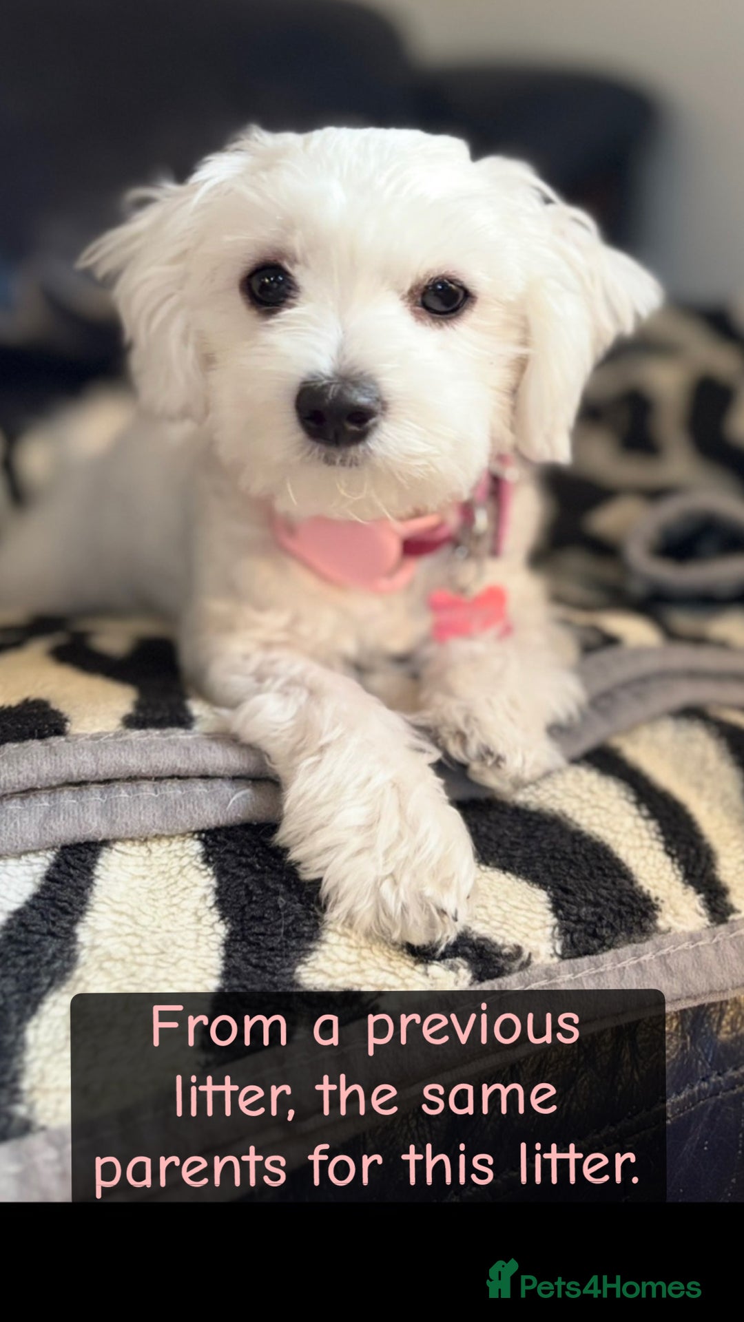 Maltese dogs for sale: 5 Generation KC registered Maltese - Image 3