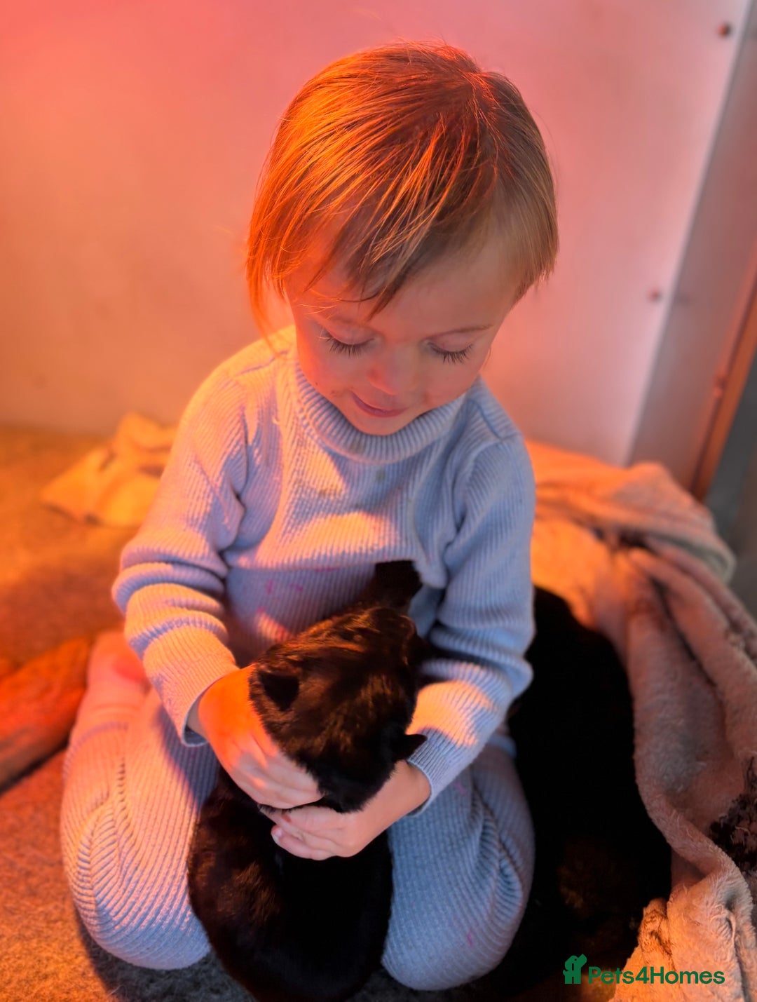 German Shepherd dogs for sale: Family reared GSD pups.  - Advert 25