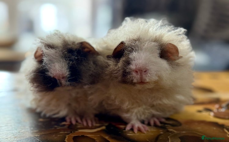 Guinea Pig rodents - Advert 14