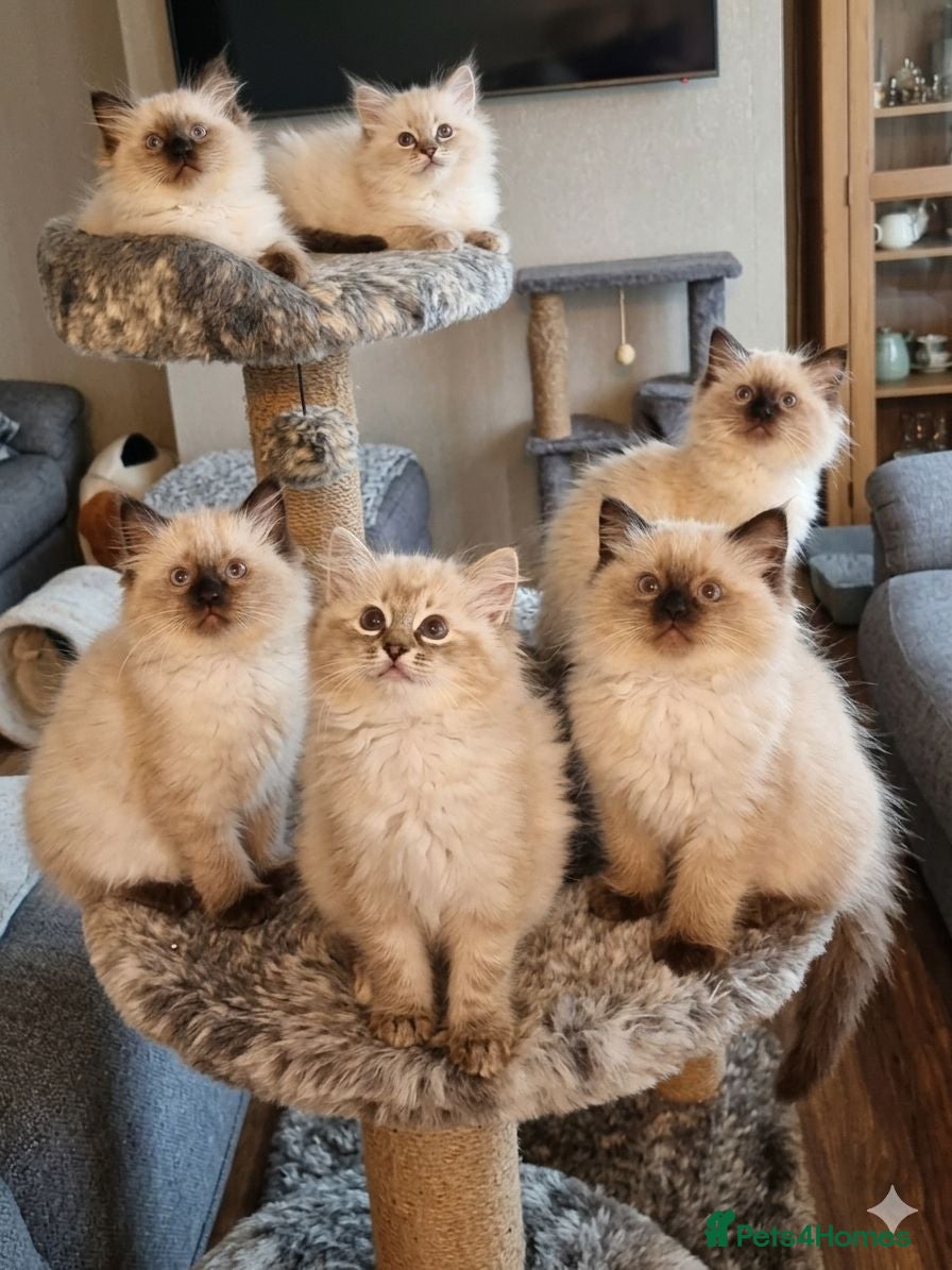 Ragdoll cats ‼️only 3 boys left ‼️ - Advert 1
