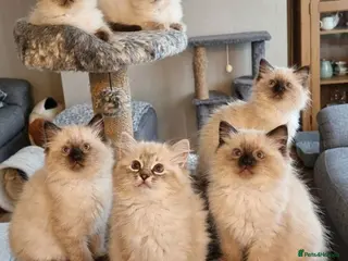 Ragdoll cats ‼️only 3 boys left ‼️ - Advert 1