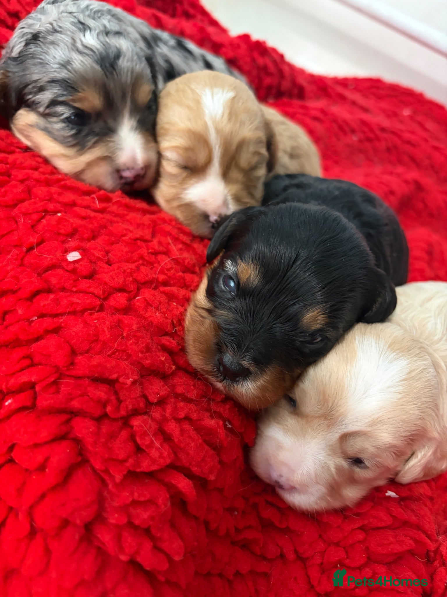Cavapoo dogs F1 Beautiful cavapoo puppies Health tested parents - Advert 4