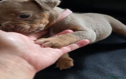 Olde English Bulldogge dogs for sale: Old english bulldoggee mammots - Image 18