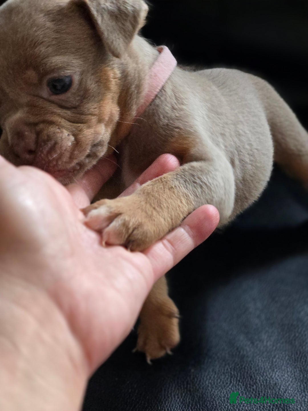 Olde English Bulldogge dogs for sale: Old english bulldoggee mammots - Image 18