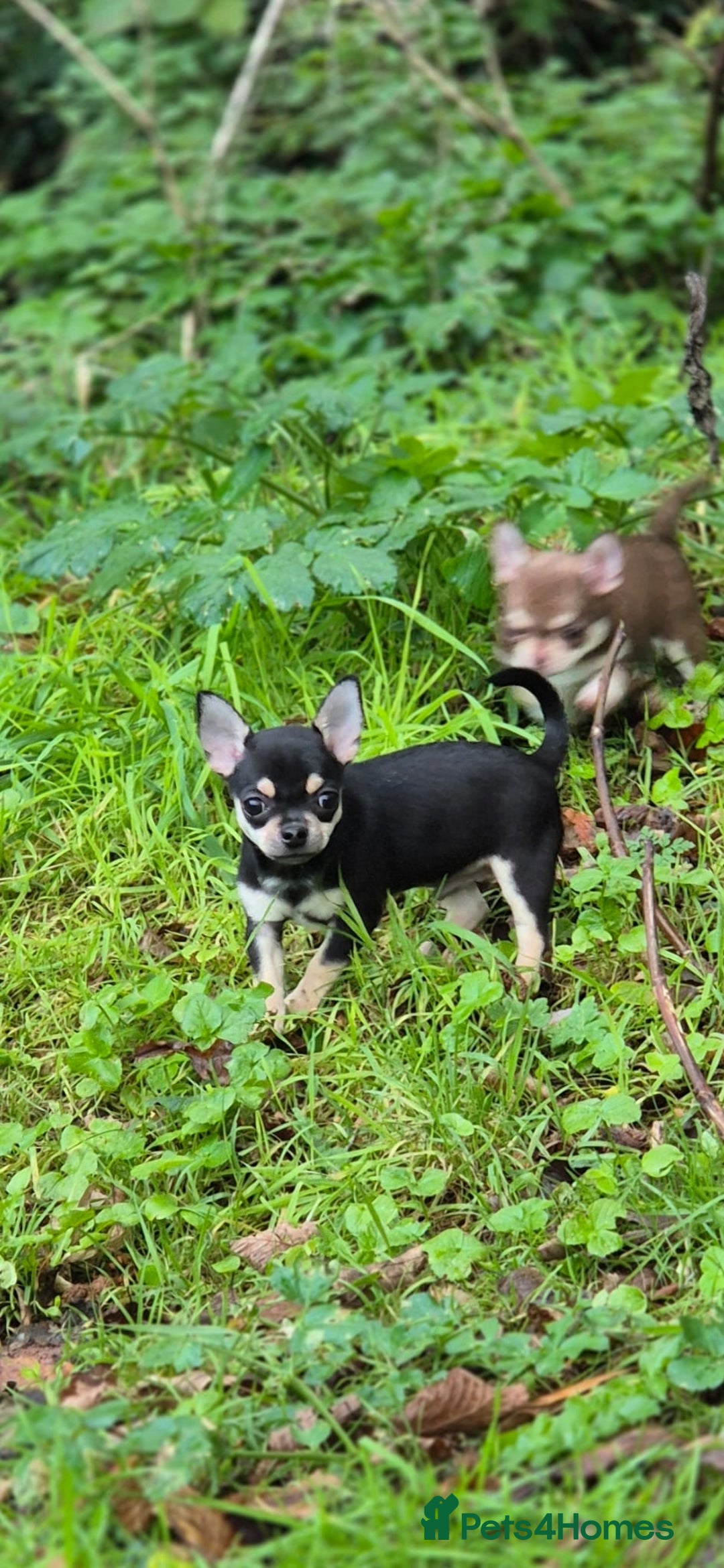 Chihuahua dogs for sale: KC Chihuahuas 🇬🇧 bloodline 5 🌟 - Advert 4