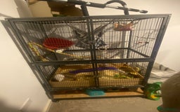 Rat rodents for sale: Rats and Cage - Image 1