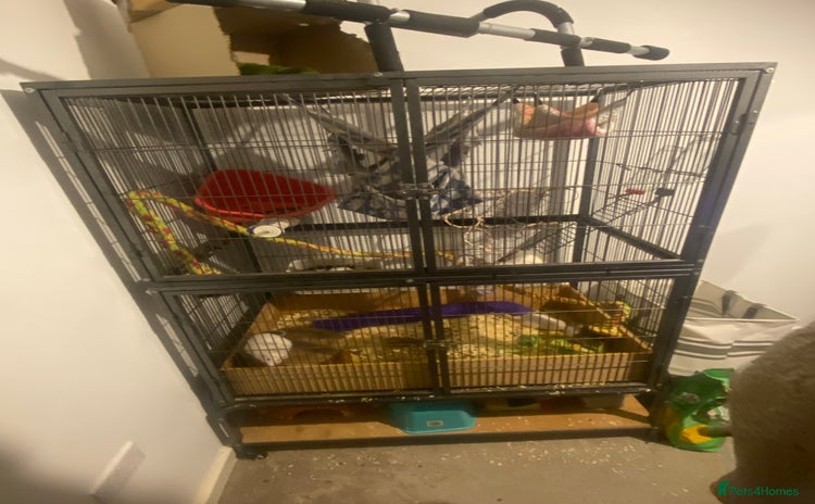 Rat rodents - Advert 8