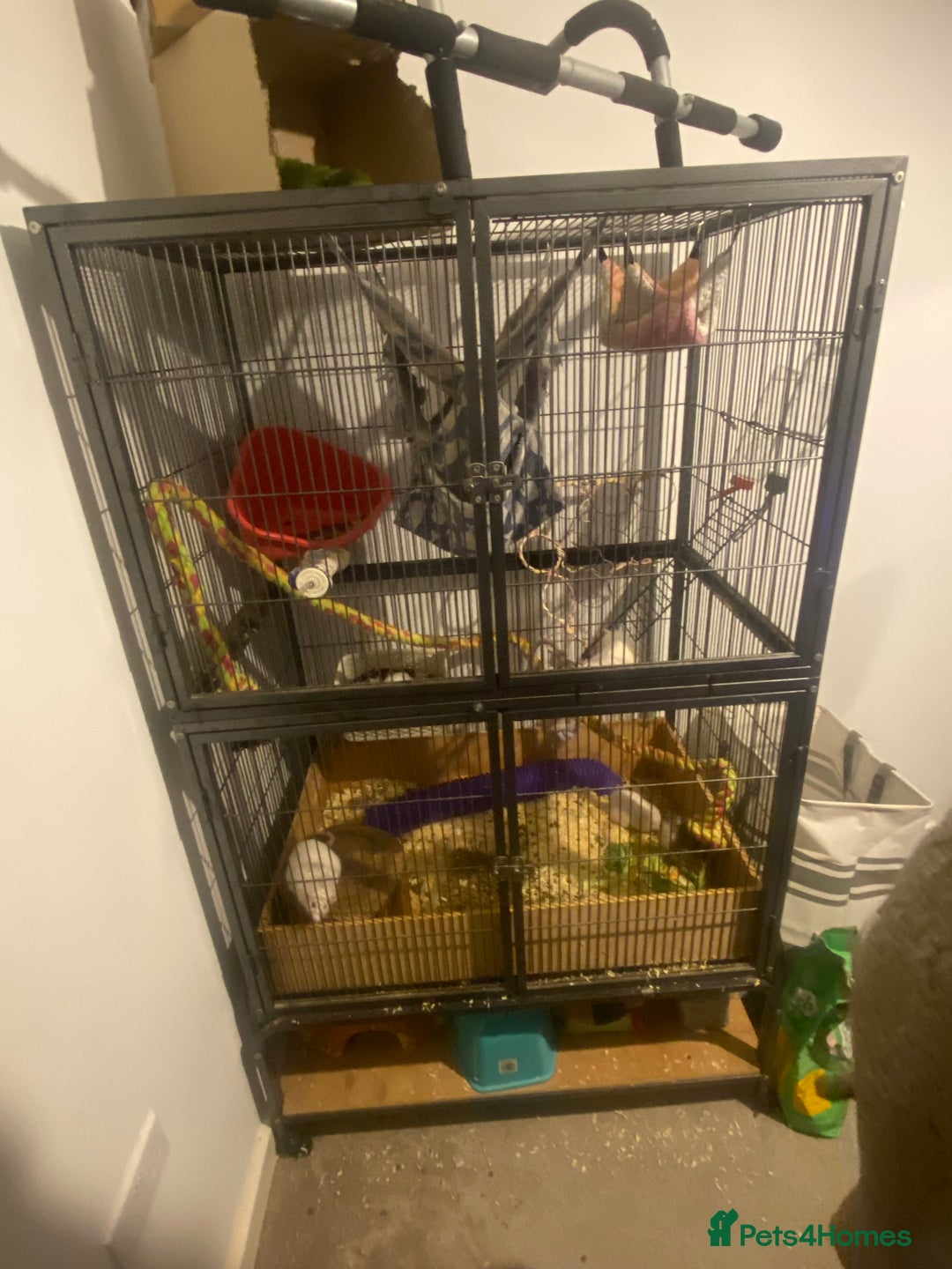 Rat rodents for sale: Rats and Cage - Image 1