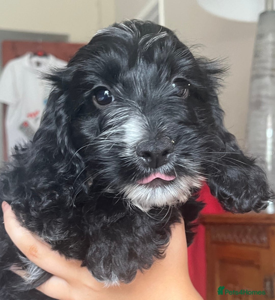 Cockapoo dogs for sale: 1st vac! Extensively health tested F1 cockerpoos   in Goole - Image 30
